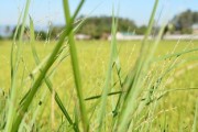 正品米哈亞柑橘樹苗丨高產優質家庭果園首選，包成活送種植指南