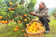 柑橘種植與施肥技術_桔子樹施什么肥最好