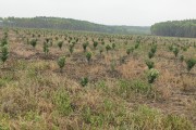 柑橘果苗種植技術(shù)_如何給柑橘樹(shù)施肥