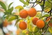 柑橘10大病蟲害防治技術_紅蜘蛛的防治要點有哪些