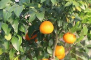 紅美人柑橘種植大棚技術_牡丹花怎么養(yǎng)