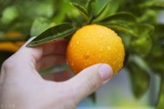 柑橘品種不知火種植技術_瀨戶見柑桔優缺點