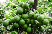 農村柑橘種植技術視頻_柑橘樹苗移栽葉子都枯了