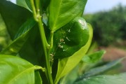 第一書記柑橘種植技術視頻_2020宜昌杰出十大青年