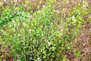 用控根器種植柑橘技術(shù)視頻_哪部網(wǎng)絡(luò)小說(shuō)讓你看了好幾遍