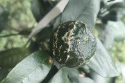 柑橘花皮果種植技術_一畝田可以種多少棵新會柑