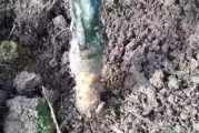 柑橘根腐病如何處理恢復(fù)_長(zhǎng)壽花黑腐病怎么治 柑橘根腐病如何處理恢復(fù)_長(zhǎng)壽花黑腐病怎么治