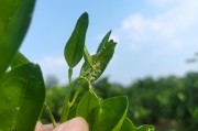 柑橘種植技術視頻指導_在徐州種橘子怎么樣