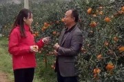 柑橘種植技術規程最新_想在南方農村承包一些地種植柑橘