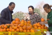 十畝柑橘種植技術_農民朋友靠一畝三分地