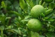 什么臍橙最高產(chǎn)最好吃又甜（哪種臍橙最好吃）
