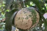柑橘套袋前的病蟲害防治_香水檸檬種植技術與管理培訓心得