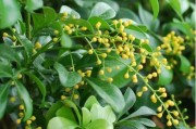 陽性柑橘種植技術_防治薊馬用什么藥好