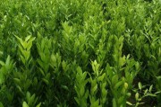 柑橘種植技術(shù)標(biāo)準(zhǔn)_種植愛(ài)媛38柑橘的要點(diǎn)有哪些