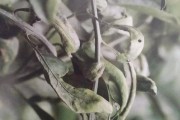 柑橘常見病蟲害-百度文庫_柑橘潰瘍病的最佳防治時間