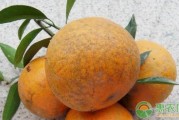 柑橘常見(jiàn)病害主要(柑橘常見(jiàn)的幾種病蟲(chóng)害及其防治)