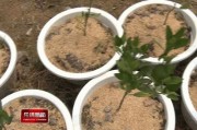 陽臺柑橘樹種植技術_甜甘桔的腌制方法