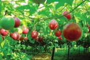北流柑橘種植技術要點簡介_容縣屬于哪個市