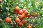 三年柑橘種植技術_春見柑橘的種植技術是什么