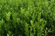 柑橘種植技術(shù)有哪些優(yōu)點_柑橘園最好套養(yǎng)模式