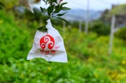 無公害柑橘種植技術_柑橘打甜蜜素出現藥害怎么解決