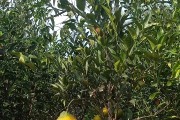 柑橘種植技術測試題目和答案_以色列雅法柑橘種植技術