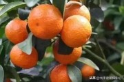 廣西柑橘病蟲害發生特點_龍眼園為何會發生白蛾蠟蟬危害
