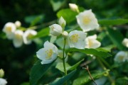 大芬一號早熟柑:早熟豐產優(yōu)勢解析與高效栽培技術指南 大芬一號早熟柑:早熟豐產優(yōu)勢解析與高效栽培技術指南