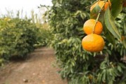 剛種植柑橘病蟲害防治技術_5月柑橘打什么藥 剛種植柑橘病蟲害防治技術_5月柑橘打什么藥