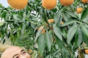 華美1號柑橘種植技術_徒有虛表敗絮其中是什么意思