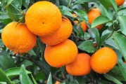 武鳴柑橘種植技術_廣西果農如何順應電商銷售新潮流