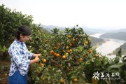 安化柑橘種植技術_湖南長沙有什么出名的特產
