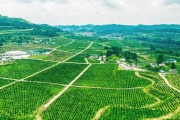 西充柑橘種植招聘技術員_南充市嘉陵區李渡鎮經度緯度是