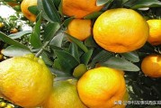 廣西種植柑橘技術_2021廣西柑橘大會