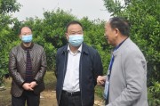蒲江柑橘的種植技術_四川沒有什么水果