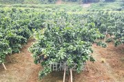柑橘彎枝種植技術_8月份江淮地區桔子樹能修剪嗎