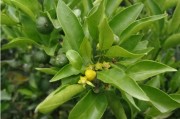干旱天氣柑橘種植技術_柑橘樹什么季節施有機肥最適合