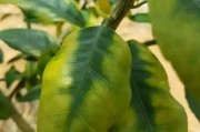 種植柑橘拍攝技術要求有哪些_分享一下田園美景好嗎