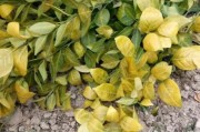 柑橘4月種植技術_柑橘種植北界是秦嶺還是南嶺