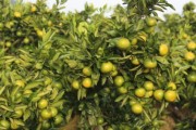 柑橘樹(shù)施工種植技術(shù)_山地種柑如何開(kāi)墾