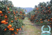 蜜桔種植技術專家（蜜桔栽培技術）