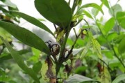 3月份柑橘有些什么病蟲(chóng)害_柑橘開(kāi)春出現(xiàn)花蕾噴什么藥最好 3月份柑橘有些什么病蟲(chóng)害_柑橘開(kāi)春出現(xiàn)花蕾噴什么藥最好