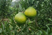 柑橘桔的種植技術_3500畝的柑橘園是如何進行種植管理的