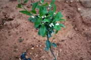 柑橘種植冬季管理技術_柑橘耐多少度低溫