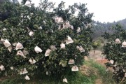 柑橘種植技術和經驗分析_柑橘栽種步驟
