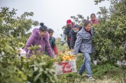 重慶市柑橘種植技術_沙糖桔一年要噴幾次硼肥合適