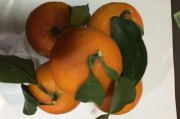 愛媛是哪里引進(jìn)的_種植砂糖橘以后會(huì)被淘汰嗎