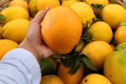 種植技術簡單的柑橘品種_柑橘哪個品種比較早熟 種植技術簡單的柑橘品種_柑橘哪個品種比較早熟