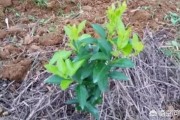 云南不知火柑橘苗種植技術_春桔的產地是哪里