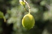 柑桔樹(shù)苗栽培技術(shù)要點(diǎn)（柑橘栽培技術(shù)幼苗視頻）